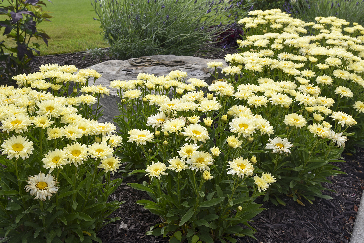 Shasta Daisy